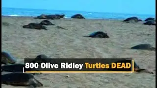 Orissa HC Seeks Report On Death Of 800 Olive Ridley Turtles In Odisha | OTV News