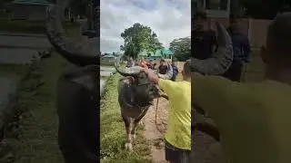 Assam buffalo fight... A big buffalo..
