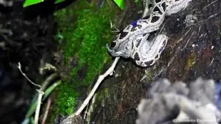 Dwarf Boa - Ungaliophis panamensis