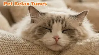 Calming Music for Cats 🐱 Sleep & Separation Anxiety Relief (10 Hours)猫のための落ち着く音楽 🐱 睡眠＆分離不安の緩和 (10時間)