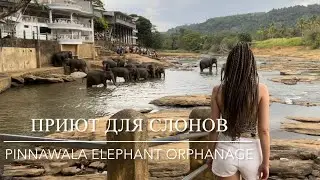 Слоновий питомник Пиннавела, Шри-Ланка 🐘🇱🇰 / Pinnawala Elephant Orphanage, Shri-Lanka 🐘🇱🇰
