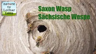 Saxon wasp observations. S&auml;chsische Wespen am Nest.