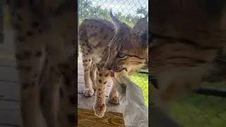 Baby Lynx tries hard boiled egg for the very first time!
