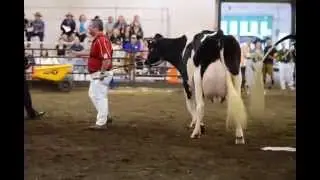 2014 Illinois State Fair Holstein Show Grand Champion Class