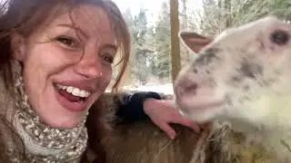 What you need to do when lambing in winter #thehandmadens #sheep #homestead #lambs #alyssa