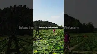 lotus farm in vietnam #lotusflower #beautifuldestinations #timelesscharm #vietnam