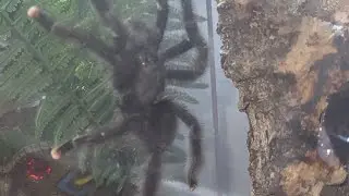 Pairing STUD with my 2nd avic avic FEMALE ANGEL!! Feel free to skip fwrd cuz its  quite a long video