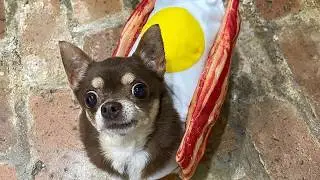 She Took in a Chihuahua With Attitude and Everything Changed