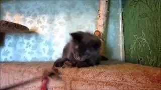 Котенок мейн-кун Magic Forest Dylan 2,5 месяца