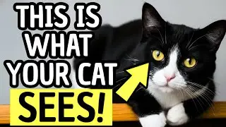 Как кошки видят людей &mdash; вы не тот, кем себя считаете!