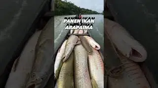 Ikan Arapaima Raksasa di negara lain 😅#fishing #arapaimagigas