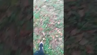 Bitch