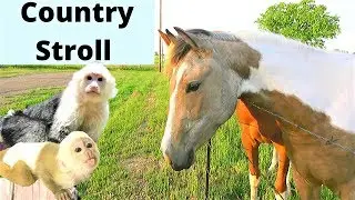 Beautiful Morning For a Walk With my 2 Baby Monkeys | Capuchin Monkey | Pet Monkey