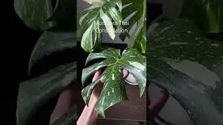 Монстера тайское созвездие #monstera #monsterathaiconstellation  #plants #монстера
