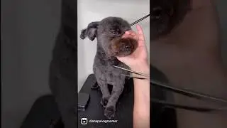 Dog Grooming Tips #shorts