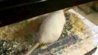 Rats Rats Rats and more Rats!