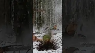 Thinning beech forest | Deutz-Fahr & Stihl | South Eifel 2025