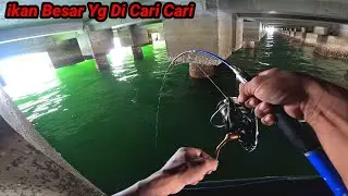Tidak Segampang itu Bisa Menaklukkan ikan Besar Yg Satu ini, ikan Besar Yg Di Cari Cari