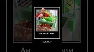 попугаи жрут орешки