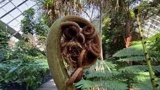 ADELAIDE BOTANIC GARDEN PART 1 (Amazonica Waterlily)