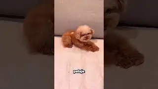 El reto del cubito de hielo que muestra el verdadero car&aacute;cter de tu perro #dogmom #petlife #shorts