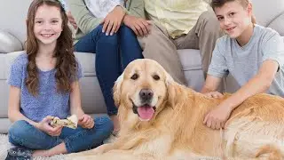 Seeing for a Pet Odor Removal Service for Your Oriental Rug Jupiter