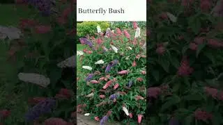 Beautiful flowering shrub #shorts #shortsfeed #shortsvideo #shrubs #floweringshrubs #gardening