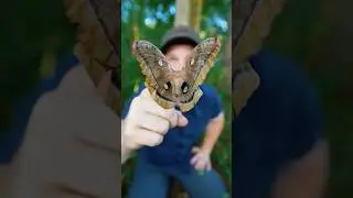 Meet the Polyphemus moth #GiantSilkMoth #moths #insects #entomology