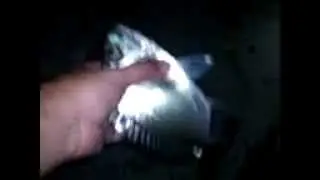 Suelta esparido II