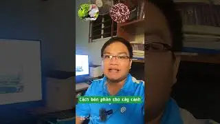 C&aacute;ch b&oacute;n ph&acirc;n cho c&acirc;y cảnh#bonphan #caycanh #caybonsai