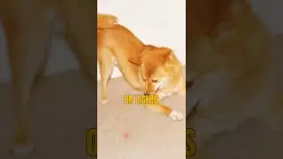 5 Weird Dog Behaviors EXPLAINED! 🐕 Hidden Meanings Behind What Your Dog Does