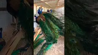 Peacock Farms in China: A Business You Won&rsquo;t Believe Exists #china #shortsfeed #ytshorts