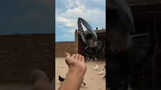 My Super King Kabootar ki video ❤️ Kabootar video ❤️|| #shorts #pigeon #kabootar
