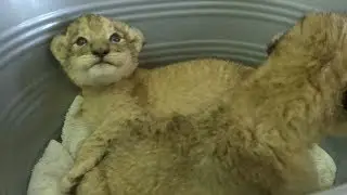 World's first IVF lion cubs bring good news for endangered cats