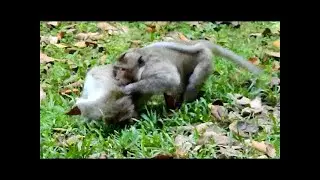 OMG Monkey Brutus Attack and bite female monkey Popeye ,Monkey Pop eye shout loudly