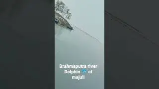 river dolphin at majuli #majuli #brahmaputra  #riverdolphin