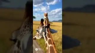 Millie rode a giraffe to see all the natural beauty 