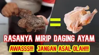 Cara Membersihkan Ikan Kerapu Barong / Lepu / Kerapu Macan Agar Bisa Dimakan