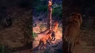 Tiger is smarter than lion - quick decision making #tiger vs #lion #bigcat #animals #wildlife #zoo