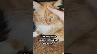 Как научить кошку команде 
