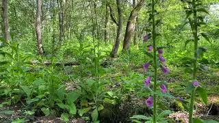 Common Foxglove in the Forest | Free Footage for MOAH Members
