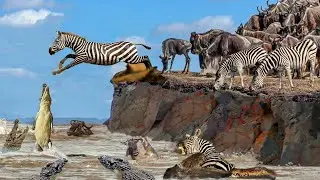 Deadly Migration of Thousands Of Wildebeest And Zebra || Documentary On The Bloody Exodus