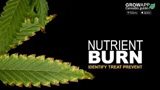 Nutrient Burn | How to identify, treat, and prevent Nutrient Burn on cannabis plants