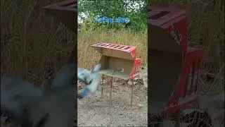 make unique bird trap use cardboard box #trap #birds #birdcontrol #trending