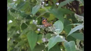 Bury Hospice Summer Memorial Butterfly Release