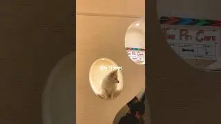 Pet Cafe Hyderabad 🐾So glad this place exists! Do check this #doglove #petcafe #hyderabad #youtube