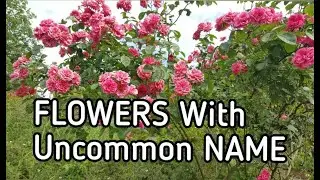 10 Most Common European Flowers with Uncommon Name | Flowers English Name | Flowers | ফুলের বিরল নাম