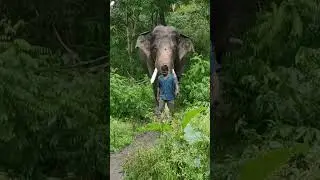 Arjuna Mysore Dasara elephant #missyou #arjuna #dasara #mysoredasara