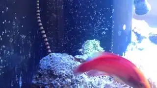 Banded Pipefish- My Experience