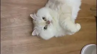 From Shy to Sweet &mdash; Latte&rsquo;s Glow-Up 🐾✨| Tiny Paw